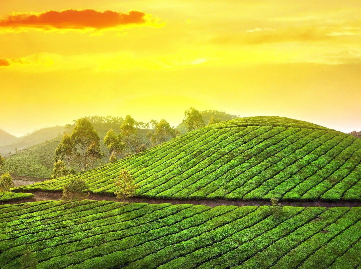 fascinating-tea-gardens-in-kerala-the-signup-group